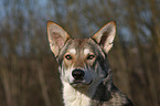 Saarloos Wolfhund