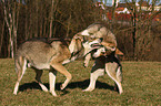 Saarloos Wolfhunde