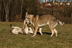 Saarloos Wolfhunde