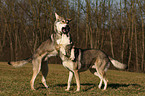 Saarloos Wolfhunde