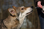 Saarloos Wolfhund