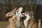 Saarloos Wolfhunde