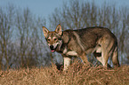 Saarloos Wolfhund