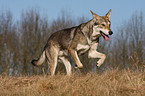 Saarloos Wolfhund