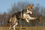 Saarloos Wolfhund