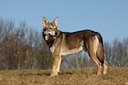 Saarloos Wolfhund