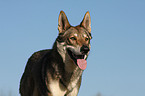 Saarloos Wolfhund