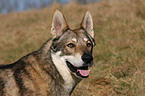 Saarloos Wolfhund