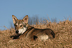 Saarloos Wolfhund