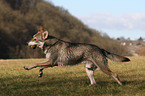 Saarloos Wolfhund