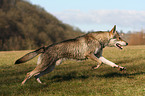 Saarloos Wolfhund