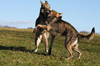 Saarloos Wolfhunde