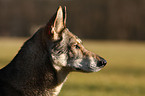 Saarloos Wolfhund