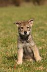 Saarloos Wolfhund Welpe