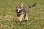 Saarloos Wolfhund Welpe