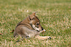 Saarloos Wolfhund Welpe