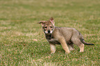 Saarloos Wolfhund Welpe