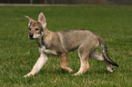 Saarloos Wolfhund Welpe