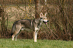 Saarloos Wolfhund