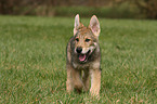 Saarloos Wolfhund Welpe