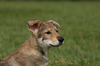 Saarloos Wolfhund Welpe