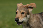 Saarloos Wolfhund Welpe