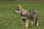 Saarloos Wolfhund Welpe