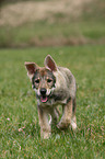 Saarloos Wolfhund Welpe