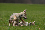 Saarloos Wolfhund Welpe