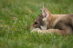 Saarloos Wolfhund Welpe