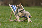 Saarloos Wolfhund Welpe