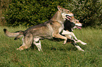 rennende Saarloos-Wolfhunde