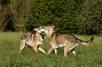 spielende Saarloos-Wolfhunde