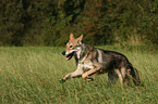 rennender Saarloos-Wolfhund