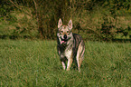 Saarloos-Wolfhund