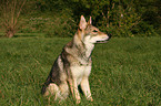 Saarloos-Wolfhund