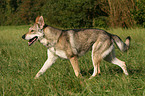 laufender Saarloos-Wolfhund