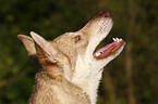 Saarloos-Wolfhund Portrait