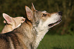 Saarloos-Wolfhunde