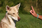 Saarloos-Wolfhund Portrait