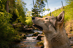 Saarloos Wolfshund Portrait