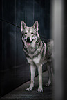 Saarloos-Wolfhund Rüde