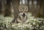 Saarloos-Wolfhund Hndin