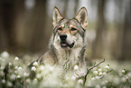 Saarloos-Wolfhund Hndin