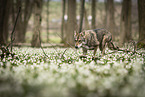 Saarloos-Wolfhund Hndin