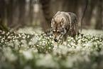 Saarloos-Wolfhund Hndin