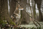 Saarloos-Wolfhund Hndin