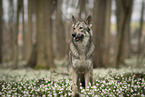 Saarloos-Wolfhund Rde