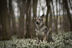 Saarloos-Wolfhund Rüde