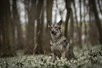 Saarloos-Wolfhund Rde